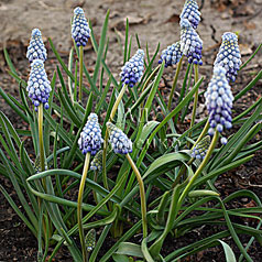 MUSCARI armeniacum hort. 'VALERIE FINNIS'